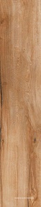Daring Nut |24x120