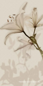 Gioia Decoro Lilium (6pz) ZZ|60x120