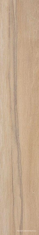 Leccio Gentile KL 20x120